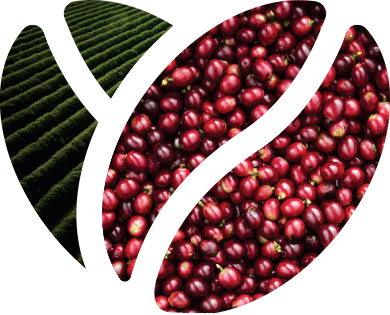 Conheça a monteCCer